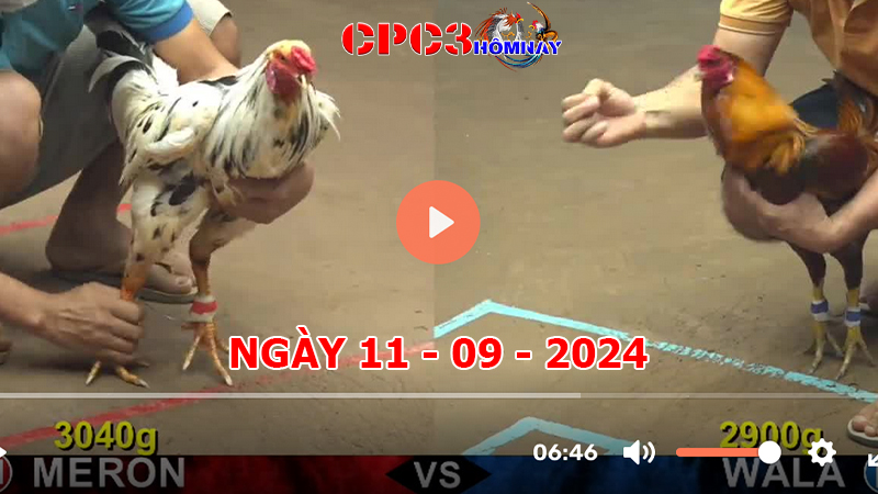 Đá gà CPC3 ngày 11-9-2024