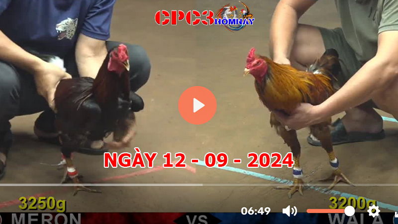 Đá gà CPC3 ngày 12-9-2024