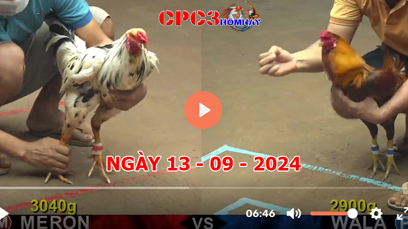 Đá gà CPC3 ngày 13-9-2024