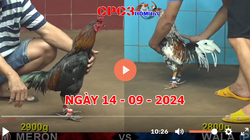 Đá gà CPC3 ngày 14-9-2024