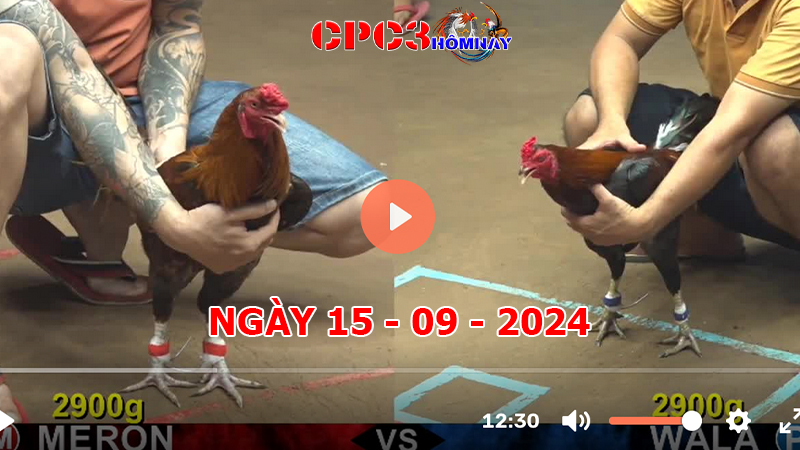 Đá gà CPC3 ngày 15-9-2024