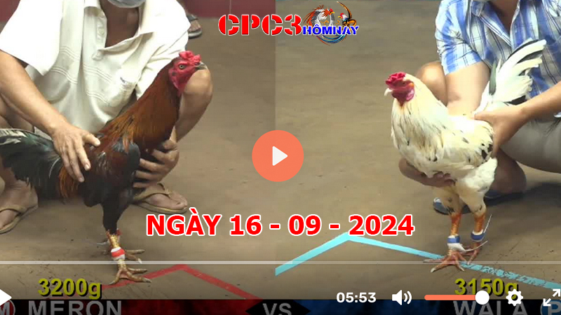 Đá gà CPC3 ngày 16-9-2024