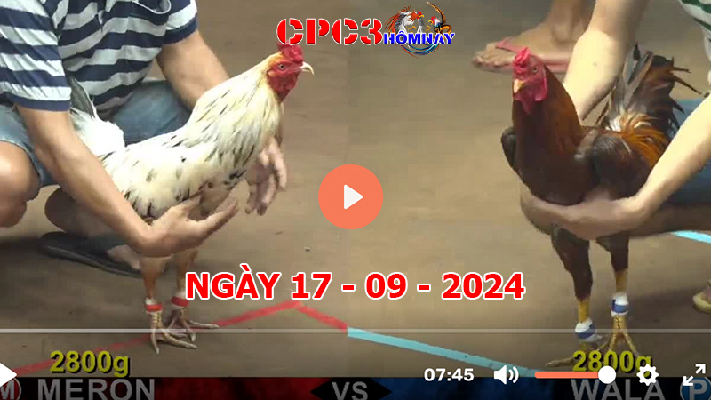 Đá gà CPC3 ngày 17-9-2024