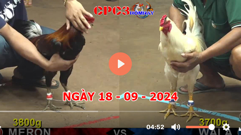 Đá gà CPC3 ngày 18-9-2024