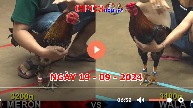 Đá gà CPC3 ngày 19-9-2024