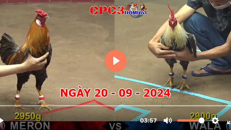 Đá gà CPC3 ngày 20-9-2024