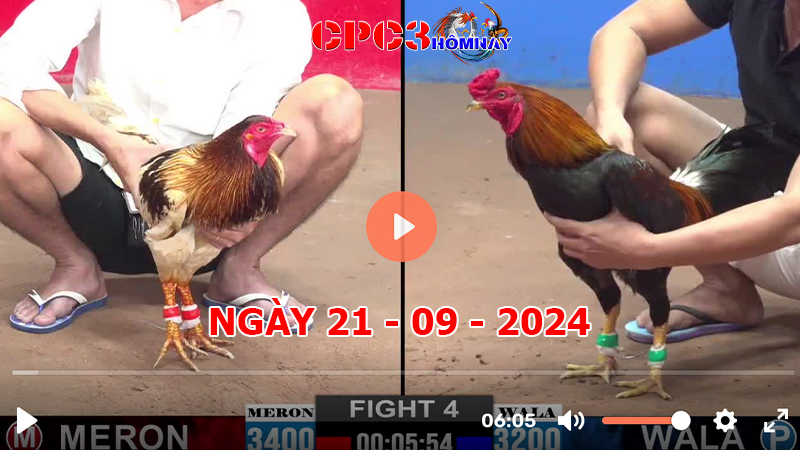 Đá gà CPC3 ngày 21-9-2024