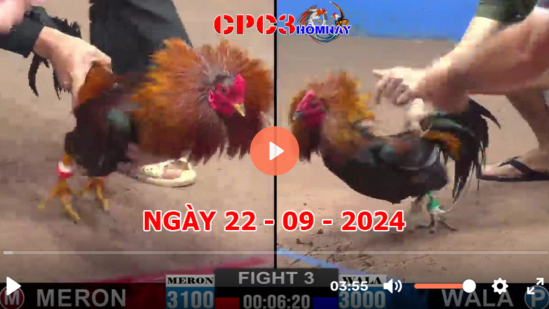 Đá gà CPC3 ngày 22-9-2024