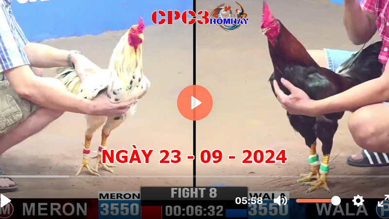 Đá gà CPC3 ngày 23-9-2024