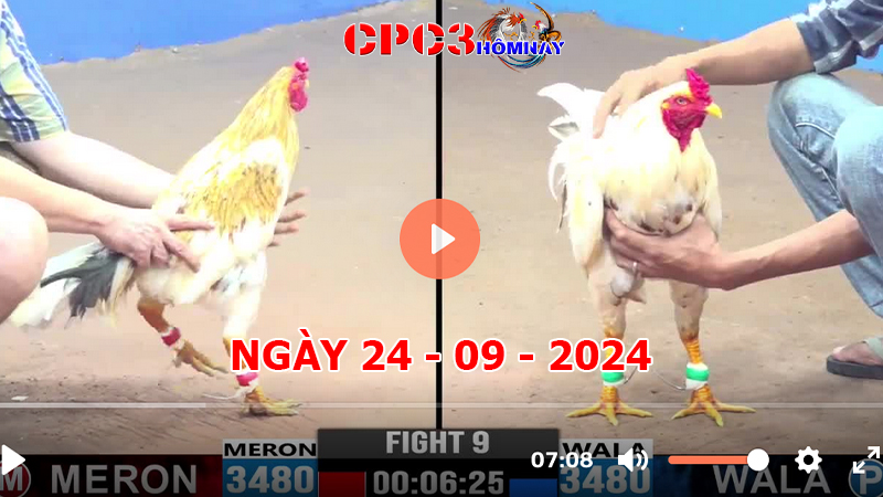 Đá gà CPC3 ngày 24-9-2024