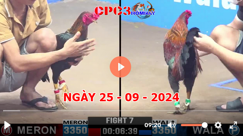 Đá gà CPC3 ngày 25-9-2024