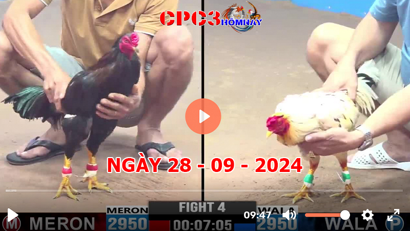 Đá gà CPC3 ngày 28-9-2024