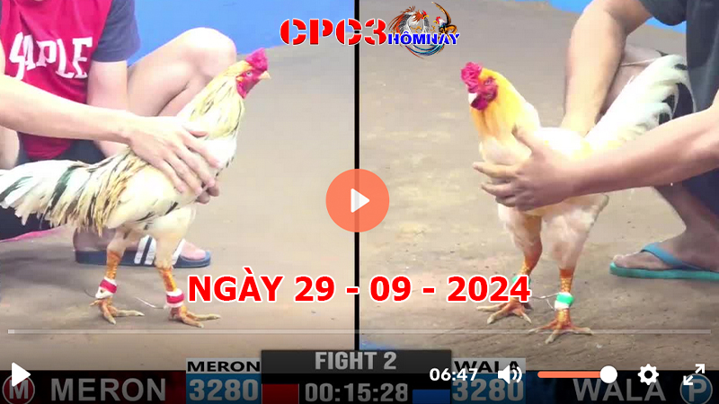 Đá gà CPC3 ngày 29-9-2024